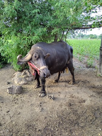 ભેંસ વેચવાની છે