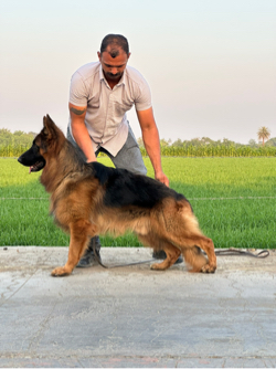 German Shepherd long coat