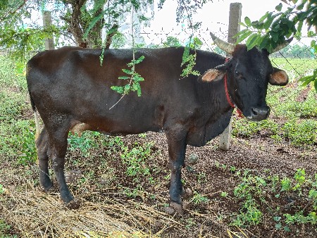 વોડકી વેચવાની છે