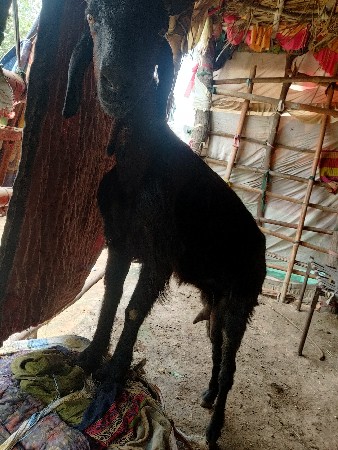 સુરજ ભાઈ બાભણીયા