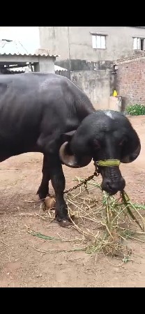 પાડો વેચવા નો છે