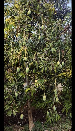 જમીન વહેલી તકે વેચવાની છે.