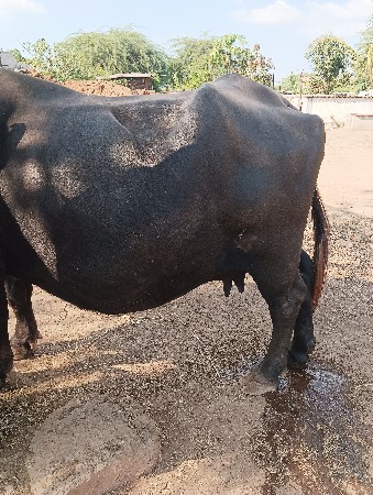 ભેંસ વેચવાની છે