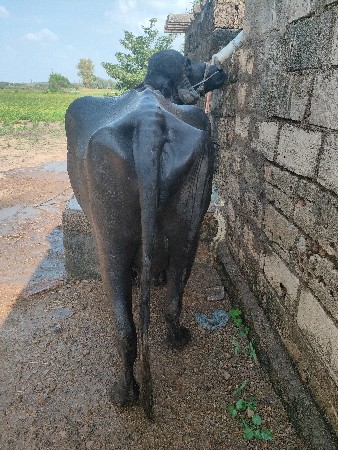 ભેંસ