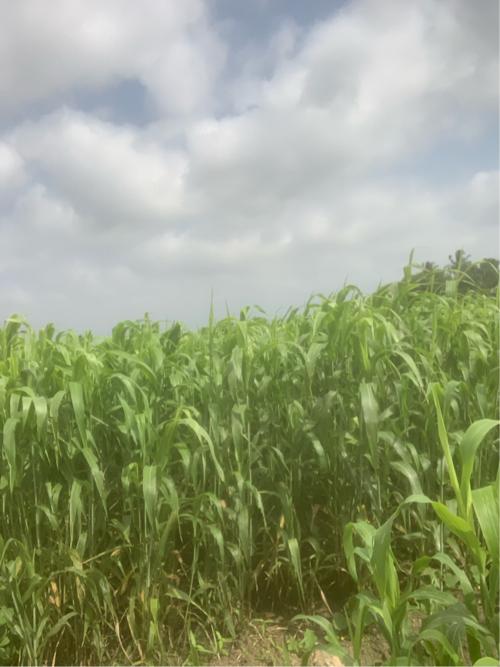 જુવાર