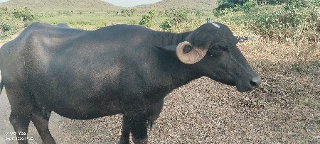 javadari ful