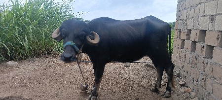 1 ખડેલુ 1 પાડિ વેચવાની છે.