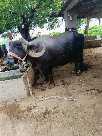 3 વેતર વીયાણલે