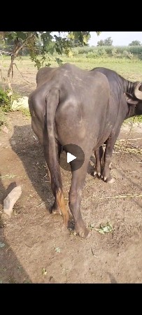 જાફરાબાદી ખડાય છે