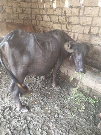 ભેંસ વેચવાની છે