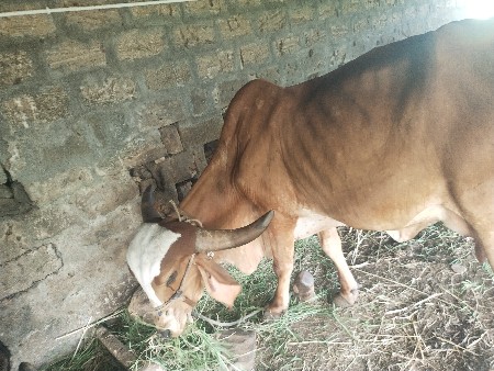 ગાય વહેંચવાની છે