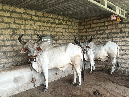 balad vesavana6
