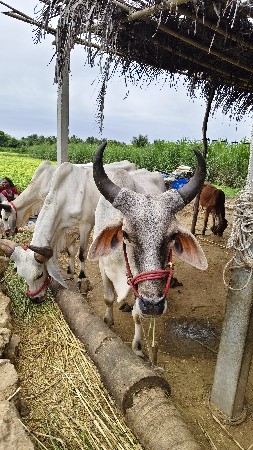 ગોધલો બેસવાનો સે ⁴ દાંતે સે