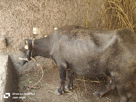 ભેંસ વેચવાની છે