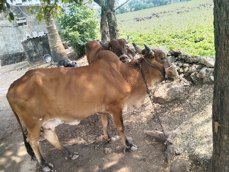 ગાય દેવાની છે