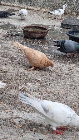 Brown Female