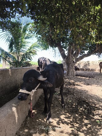 પાડી વેચવાની છે