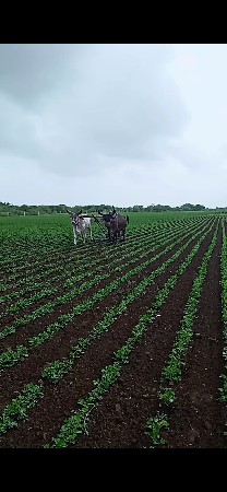 ગોઢોલો વેચવાનોછે 
મો 9924064374