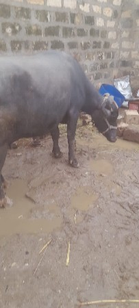 ભેંસ વેચવાની છે
