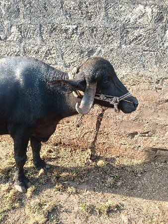 ખડેલી વેચવાની છે