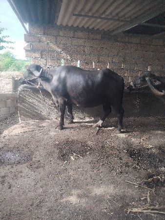 પેલુવેતર