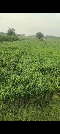 લીલી જુવાર વેચવાની છે