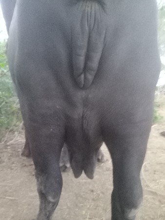 ભેંસ વેચવાની છે ત્રીજું  વેતર