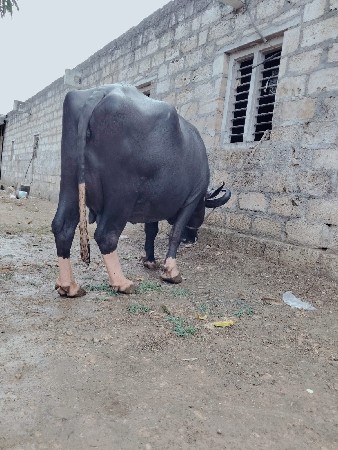 ભગર ભેંસ