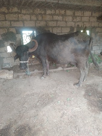 ભેસ વેચવા ની છે સણોસરી લાલપુર જામનગ