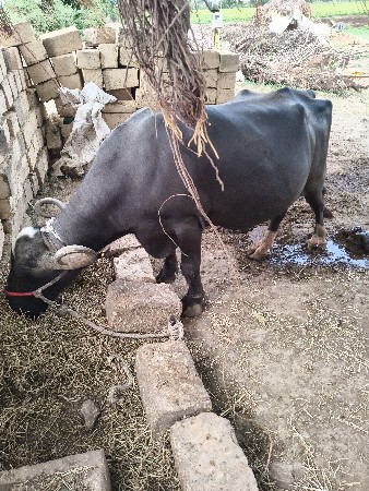 ભેંસ વેચવાની છે