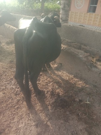 ભેશ વેશવાની છે