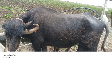 ભેંસ વેચવાની છે