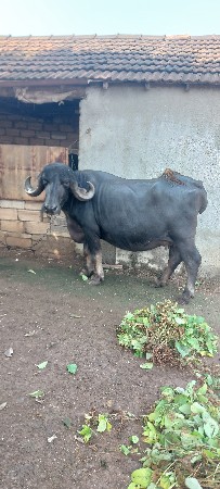 ભેંસ વેચ વા ની છે પેલું વેતર