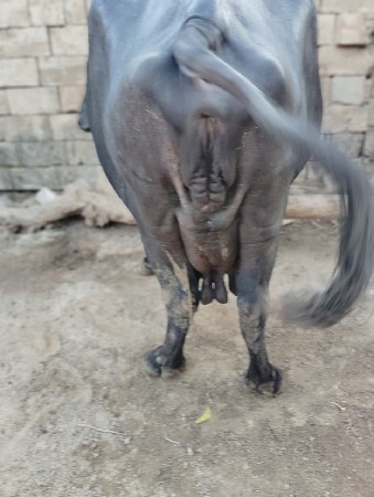 ભેશ વેશવાની છે