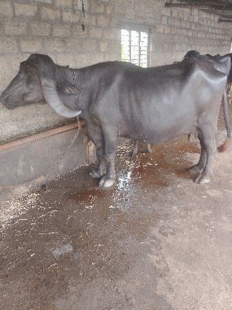 ભેસ વેસવાનિ સે