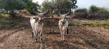 બળદ વેચવાના છે
