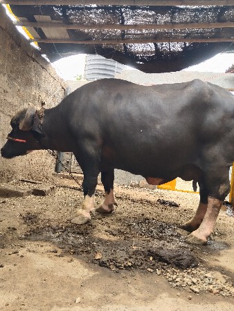 ભેંસ વેચવાની છે