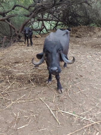 જામખંભાળિયા