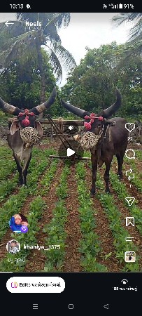 બરધ.બેવાવણીવાવેલછે
