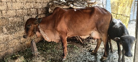 ગીર ગાય