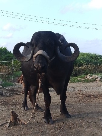 પેલા વેતર ખડેલી વેચવાની છે