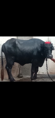 ભેંસ વેચવાનું છે 2 છે