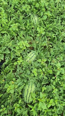તરબૂચ, tarbuch