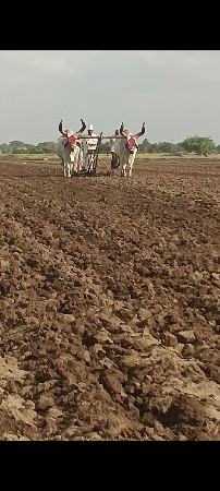 બળદ વેચવાના છે