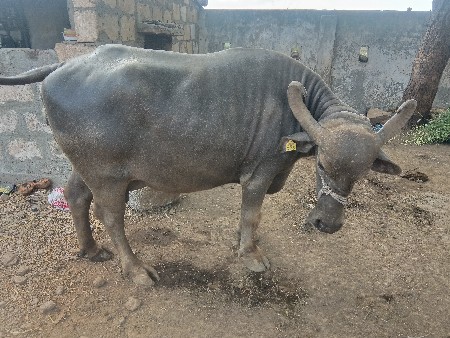 વેચવાની છે