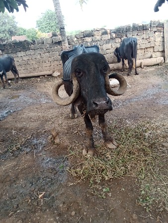 ભેંસ વેચવાની છે