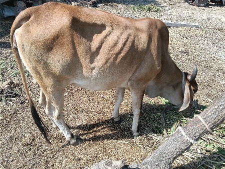 ગાય વેચવાની છે