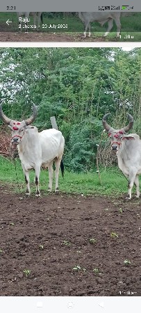 ત્રીજી,ધર