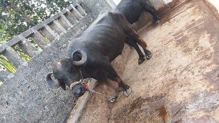 ભેંસ વેસવાની સે