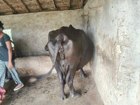 ભેંસ વેચવાની છે